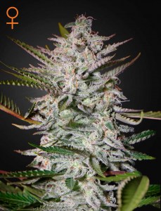Семена Green House Holy Punch feminized