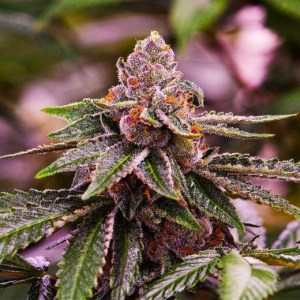 girl_scout_cookies_feminized